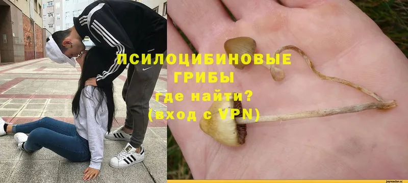 Псилоцибиновые грибы GOLDEN TEACHER  Искитим 